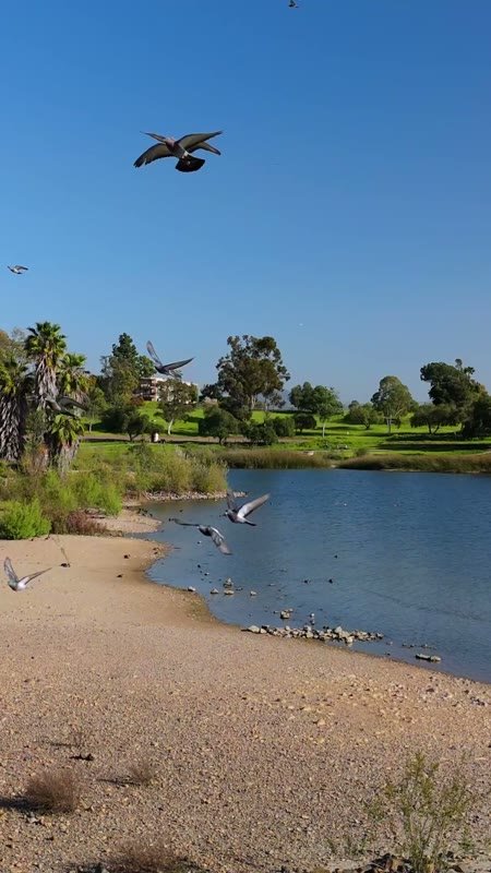 Lake Murray Aerial Drone View 6 (Vertical)